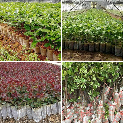 Augshy Grow Bags - 400pcs Plant Nursery Bags, Seeding Bags, Fabric Seedling Pots - Home Garden Outdoor Greenhouse Supplies - 11x11cm/4.2"x4.2" Non-Woven