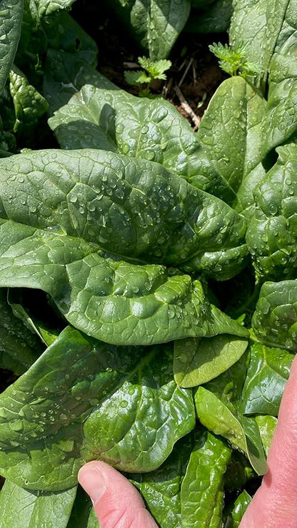 Plant Good Seed Organic Equinox Spinach Seeds - Pack of 300, Heirloom Seeds for Planting Vegetables - Gardening Supplies, Vegetable Garden - Non-GMO, Open Pollinated, from USA