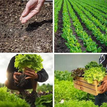20,000+ Lettuce Seeds, Heirloom Winter Vegetable Seed for Planting Indoor Outdoor, 10 Varieties of Fresh Salad Greens for Hydroponics Kit, Easy to Grow for Garden Beginners, Non-GMO