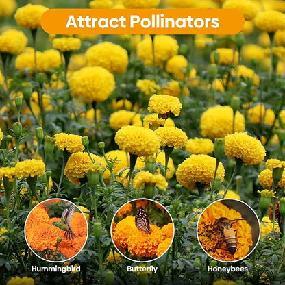 Marigold Seeds, 1 OZ Over 9500+ Seed, Cracker Jack in Mix Color for Planting Indoor & Outdoor, Attract Pollinators, Non-GMO | Heirloom | USDA Zone 2-11