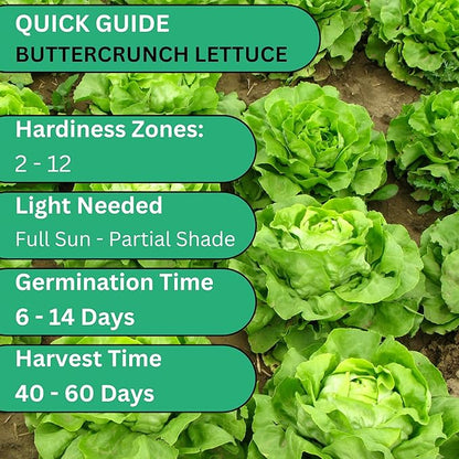 Buttercrunch Lettuce Seeds for Planting – Heirloom Non-GMO Butterhead Lettuce for Home Gardens | Woods Creek Seeds