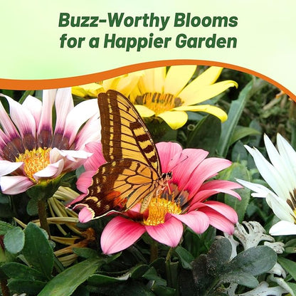 Outsidepride New Day Mixed Gazania Seeds for Planting – 25 Pcs Perennial, Low-Maintenance, Drought-Tolerant Ground Cover Seeds for Vibrant Summer & Fall Flowers, Great for Outdoor Gardens