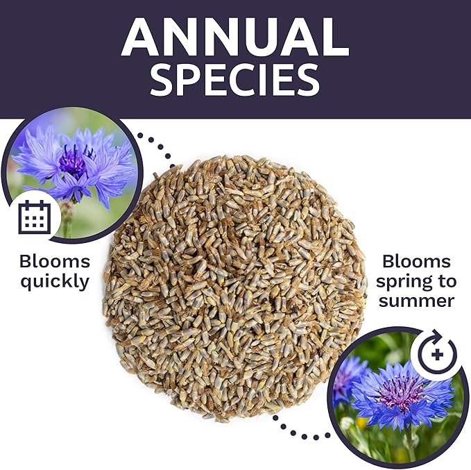 Blue Cornflower Seeds – Bachelor Buttons – Extra Large Packet – Over 5,000 Open Pollinated Non-GMO Wildflower Seeds – Centaurea cyanus