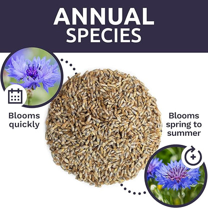 Blue Cornflower Seeds – Bachelor Buttons – Extra Large Packet – Over 5,000 Open Pollinated Non-GMO Wildflower Seeds – Centaurea cyanus