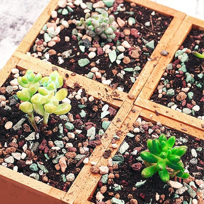 Succulent and Cactus Soil Potting Mix 5.5 LBS, Bonsai Soil Mix Ready to Use, Fast Draining with Added Nutrients
