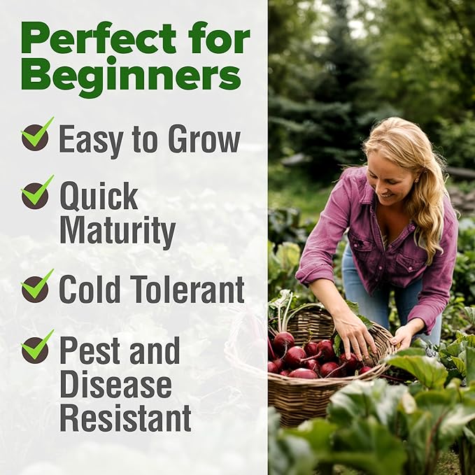 HOME GROWN Non GMO Detroit Dark Red Beet Seeds Pack - 500 Heirloom Vegetable Seeds for Planting - Red Beet for Home Garden High Germination(Beta vulgaris)