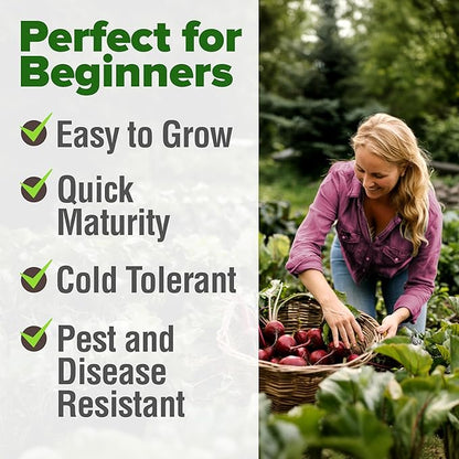 HOME GROWN Non GMO Detroit Dark Red Beet Seeds Pack - 500 Heirloom Vegetable Seeds for Planting - Red Beet for Home Garden High Germination(Beta vulgaris)