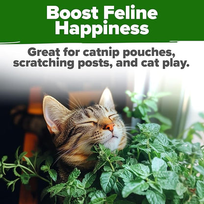 HOME GROWN Non GMO Catnip Seeds (Bulk Pack) Heirloom Herb 2,116 Seeds - Indoor or Outdoor Seed - High-Germination Cat Nip - Cat Safe Plants (Nepeta cataria)