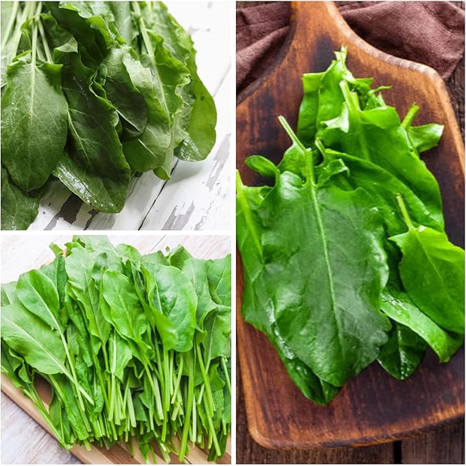 Seed Needs Large Leaf Sorrel Seeds for Planting - Heirloom Non-GMO & Untreated Medicinal or Culinary Herb - Grow a Home Grown Outdoor Garden (2 Packs)