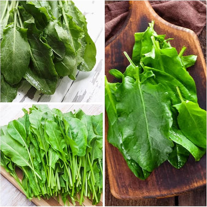 Seed Needs Large Leaf Sorrel Seeds for Planting - Heirloom Non-GMO & Untreated Medicinal or Culinary Herb - Grow a Home Grown Outdoor Garden (1 Pack)