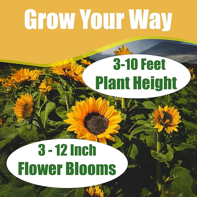 Park Seed ProCut Bi-Colour Sunflower Seeds – Mahogany Red Petals with Yellow Tips, Easy to Grow 4-Inch Blooms, Ideal for Cutting and Wildlife Gardens, Pack of 50