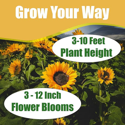 Park Seed ProCut Bi-Colour Sunflower Seeds – Mahogany Red Petals with Yellow Tips, Easy to Grow 4-Inch Blooms, Ideal for Cutting and Wildlife Gardens, Pack of 50