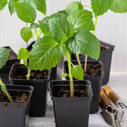 Seed Needs Grande Rio Verde Tomatillo Seeds for Planting - Non-GMO Heirloom & Untreated Vegetable Seed to Plant an Outdoor Home Grown Veggie Garden (2 Packs)