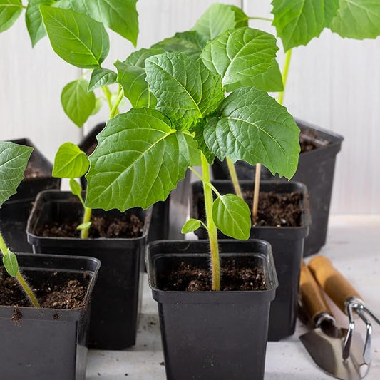 Seed Needs Grande Rio Verde Tomatillo Seeds for Planting - Non-GMO Heirloom & Untreated Vegetable Seed to Plant an Outdoor Home Grown Veggie Garden (2 Packs)