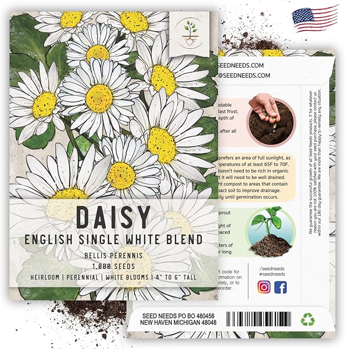 Seed Needs, English Daisy Seeds - 1,000 Heirloom Seeds for Planting Bellis perennis - White Blooms, Perennial Flowering Plants for an Outdoor Garden (2 Packs)