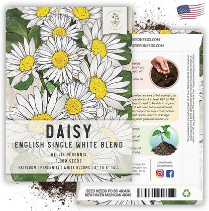 Seed Needs, English Daisy Seeds - 1,000 Heirloom Seeds for Planting Bellis perennis - White Blooms, Perennial Flowering Plants for an Outdoor Garden (2 Packs)