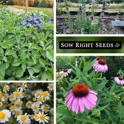 Sow Right Seeds - Large Medicinal Herb Seed Collection for Planting - Chamomile, Echinacea, Lavender, Mint, Lovage, Lemon Balm, & More - Non-GMO Heirloom for Home Remedies, Teas, Tinctures