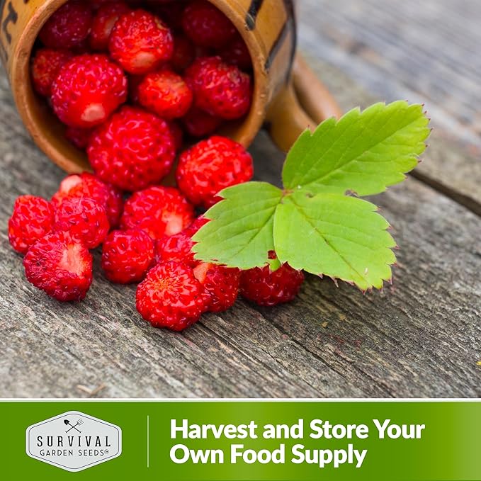 Alpine Regina Strawberry Seed for Planting - 2 Packets with Instructions to Plant & Grow Wild or Woodland Strawberries in The Home Vegetable Garden - Non-GMO Heirloom Variety - Survival Garden Seeds
