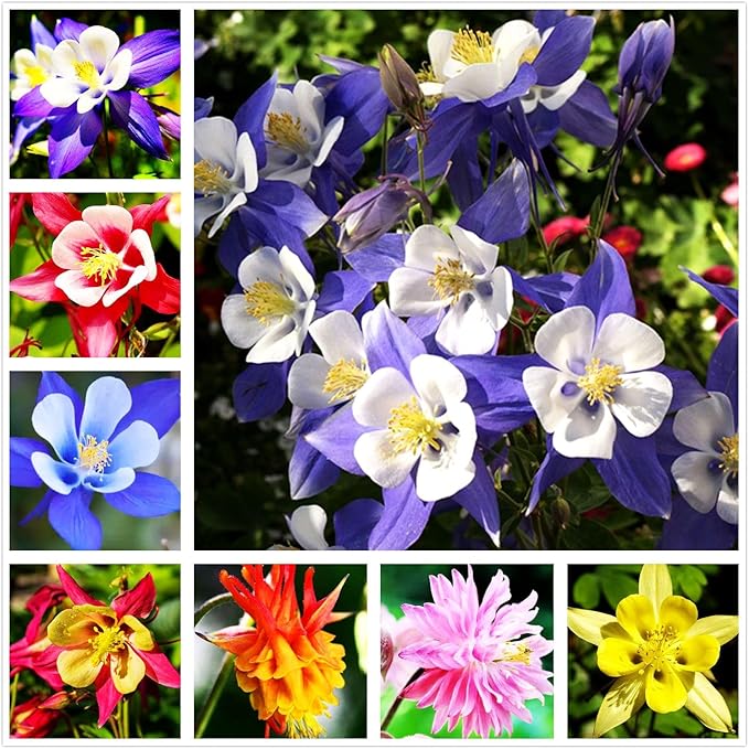 100 pcs Columbine McKana Giants Flower Seeds, Perennial Colorful Attracts Bees and Hummingbirds from USA Aquilegia caerulea