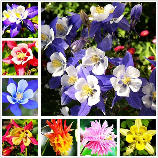 100 pcs Columbine McKana Giants Flower Seeds, Perennial Colorful Attracts Bees and Hummingbirds from USA Aquilegia caerulea