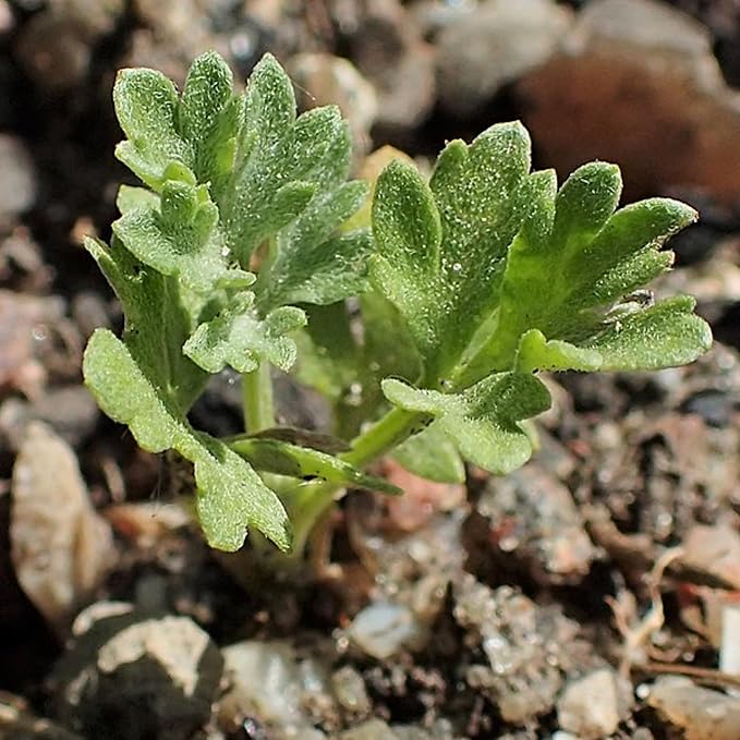 Seed Needs Wormwood Seeds for Planting - Non-GMO, Heirloom & Untreated Perennial Herb - Medicinal Herbs for Digestion & Gut Health (1 Pack)