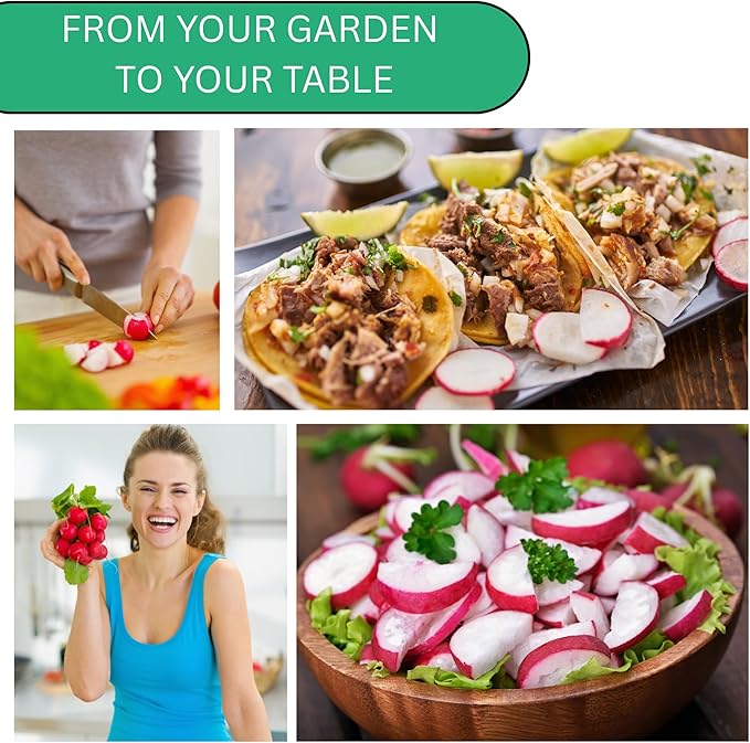 Champion Radish Seeds for Planting – Heirloom, Non-GMO Radish Seeds for Home Gardens, Fast Growing Red Radishes for Fresh Eating | Woods Creek Seeds