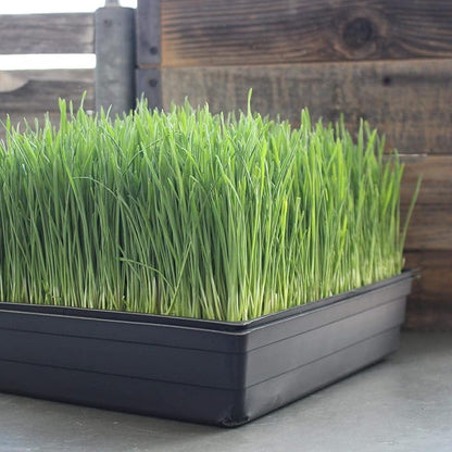 Organic Wheatgrass Growing Starter Kit - Grow & Juice Wheat Grass - Includes Non-GMO, Organic Wheatgrass Seeds - for Healthy Wheatgrass Shots, Home, Garden, and Cat Grass