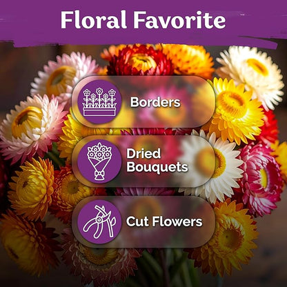 KVITER 1,500 Tall Mix Strawflower Seeds for Planting (Xerochrysum/Helichrysum Bracteatum) — Golden Everlasting Flower, Paper Daisy — Ideal Organic, Heirloom Cut Flower Seeds to Plant Outside & Drying