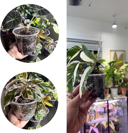 Oubest 6.7/6/5/4/3.5 Inch Clear Nursery Pots Variety Pack with Drainage Holes Transparent Plastic Plant Pot for Plants Seed Starter Planter Flower Pots 20 Packs