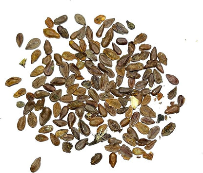Seed Needs Milkweed Seeds for Planting Pink Swamp Asclepias incarnata - Heirloom & Untreated Perennial Flower Seed to Plant a Monarch Butterfly Garden (10 Packs)