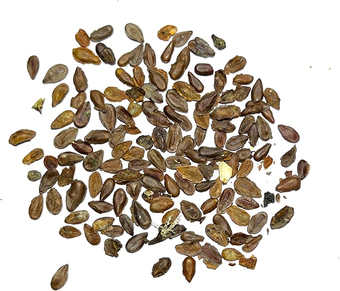 Seed Needs Pink Swamp Milkweed Seeds for Planting - Heirloom & Untreated - Grow a Butterfly Garden to Attract Monarch Butterflies & Pollinators (5 Packs)