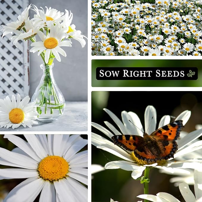 Sow Right Seeds - Shasta Daisy Flower Seeds for Planting - Non-GMO Heirloom Packet with Instructions - Attract Butterflies and Excellent for Cutting - White Blossom with Yellow Centers (1)