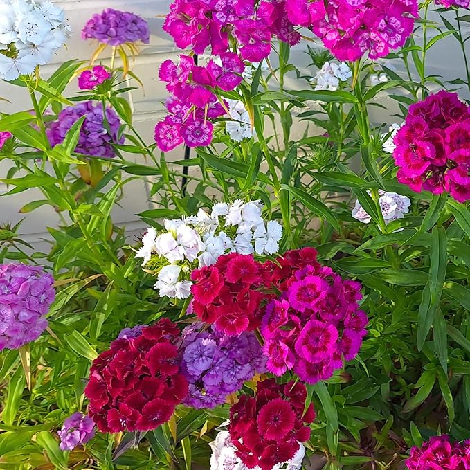 Seed Needs Sweet William Seeds for Planting Dianthus Flowers - Heirloom & Open Pollinated Annual Wildflower Seed Mix to Attract Butterflies, Bees & Other Pollinators to a Butterfly Garden (XL Pack)
