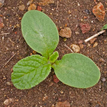 Seed Needs Blue Borage Seeds for Planting Herb Seed | 2,000+ Heirloom Seeds Non GMO Untreated | 1.5 Ounce Bulk Pouch Borage Flower Seed | Blue Edible Star Flowers Attracts Pollinators