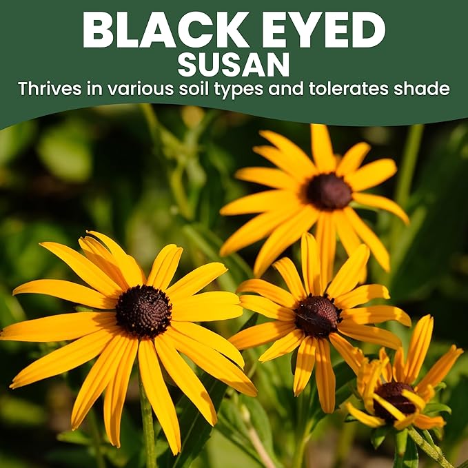 Black Eyed Susan - Large 1 Ounce Packet - 100,000 Flower Seeds for Planting - Rudbeckia hirta