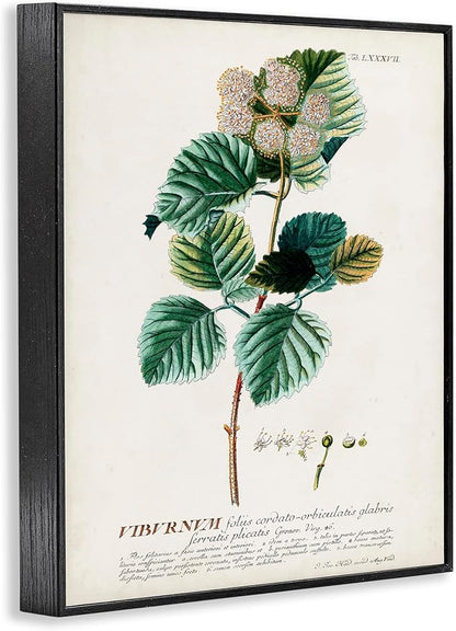 Stupell Industries Botanical Plant Illustration Seeds Vintage Design Black Framed Wall Art, Multi-Color