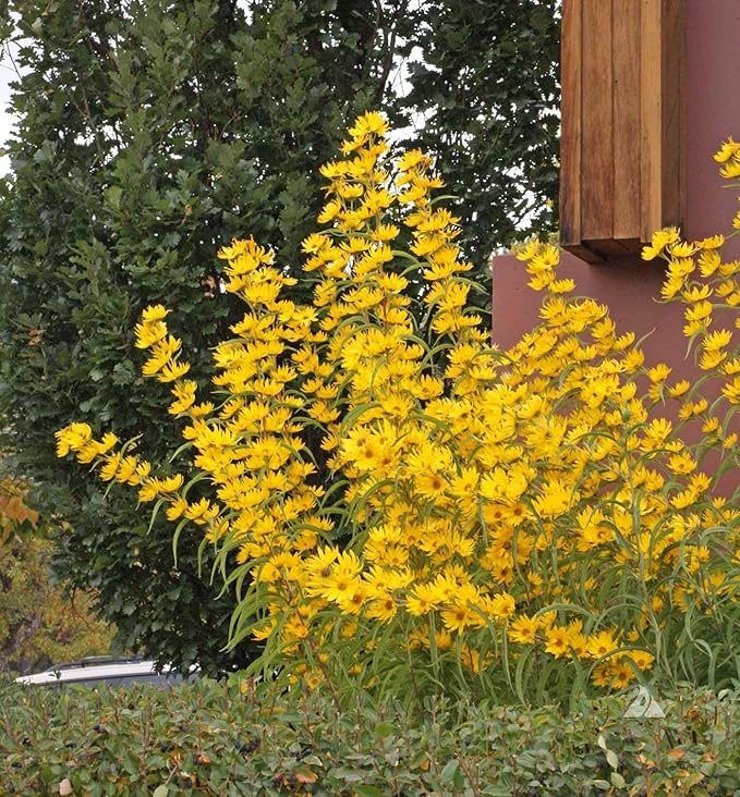 TomorrowSeeds - Maximilian Sunflower Seeds - 3000+ Count - for 2026 Planting Prairie Sunflower Perennial Wildflower Drought Tolerant Deer Resistant Tall Yellow Flower Grow Your Own Home Farm Patio