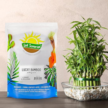 Soil Sunrise Lucky Bamboo Plant Potting Mix (4 Quarts) Custom Soil Mix for Repotting