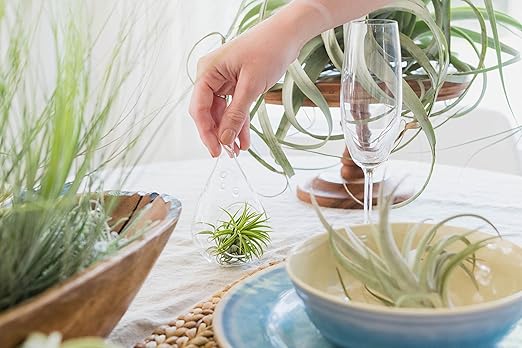 Air Plants Fertilizer in fine Mist Spray Bottle – Plant Food for Tillandsia - Monthly use for Growth of House Plants (12 Pack - 8 OZ)