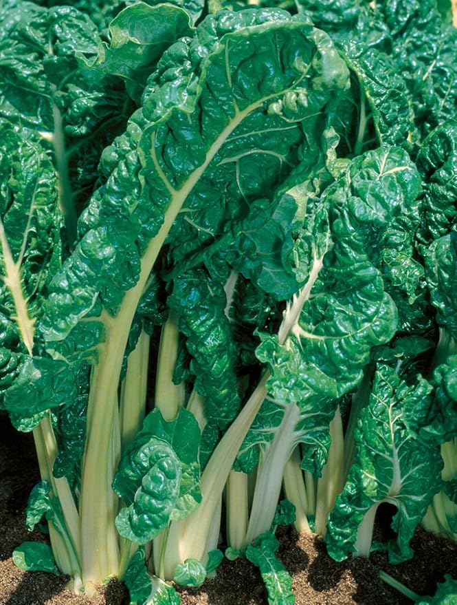 Burpee Fordhook® Giant (Organic) Swiss Chard Seeds 350 seeds