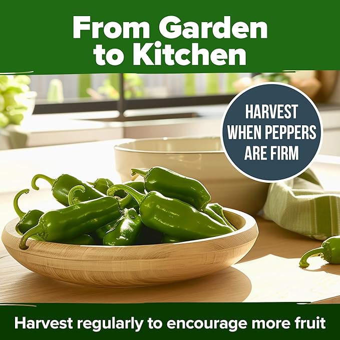 HOME GROWN Non GMO Jalapeno Pepper Seeds 129 Heirloom Seeds (Capsicum annuum) High Germination, Easy to Grow, Early Harvest Hot Peppers