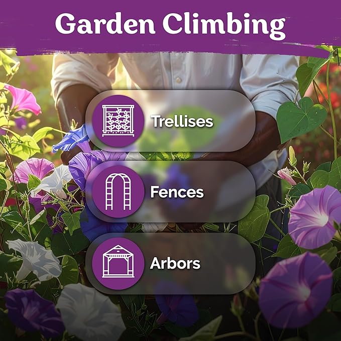 KVITER 50 Tall Morning Glory Seeds Mix (Ipomoea purpurea) – Climbing Morning Glory on The Vine, Annual Flower Seeds for Planting – Heirloom Seed Packets for Home Garden, Fences, Containers Outdoors