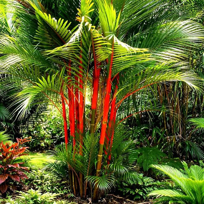 Premium Lipstick Palm Tree Seeds – 10 Seeds – Palm Tree Seeds for Planting (Cyrtostachys Renda) Tropical Red Trunk Ornamental Palm for Outdoor Growing & Containers