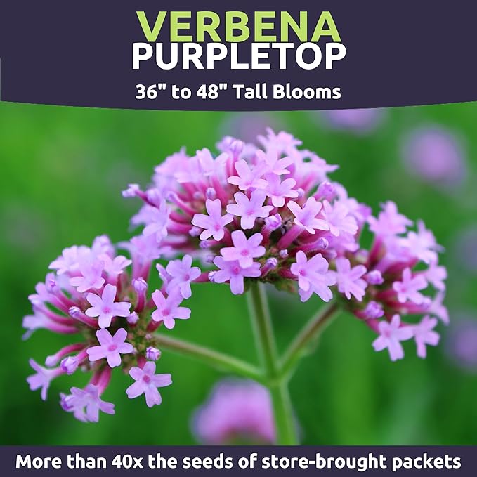 Purpletop Verbena – Large 1 Ounce Seed Packet – 100,000 Flower Seeds for Planting – Verbena bonariensis
