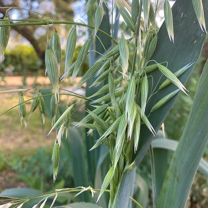 All Good Things Organic Common Oat Seeds for Planting: Cover Crop, Whole Hull Grains - 275 Seed Packet