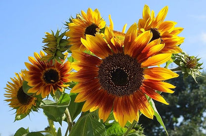 Sunflower ‘Autumn Beauty’ (Helianthus annuus) Seeds, Pack of 200 Seeds from Seeds2Go