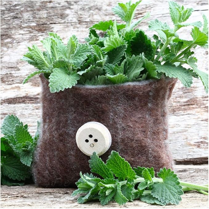 Gaea's Blessing Seeds - Catnip Seeds - Non-GMO Heirloom Seeds Nepata Cataria Open-Pollinated - with Easy to Follow Instructions - 90% Germination Rate Net Wt. 1.1g (Single Pack)
