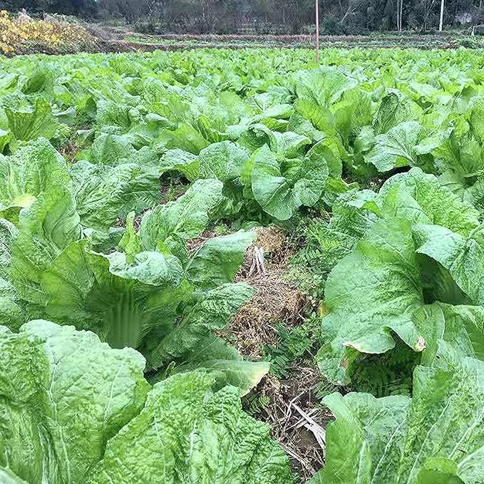 100 Pcs Seeds Heirloom | Non-GMO | Chinese Asian Vegetable Seeds Fresh Garden Seeds, Seeds, Gardeners Choice!