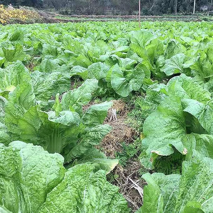 100 Pcs Seeds Heirloom | Non-GMO | Chinese Asian Vegetable Seeds Fresh Garden Seeds, Seeds, Gardeners Choice!