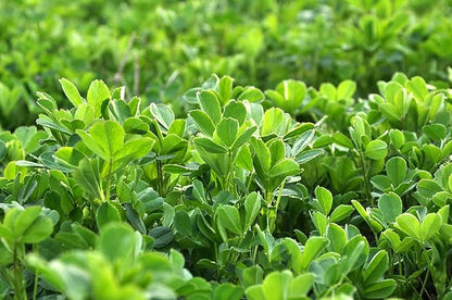 Hale Habitat & Seed Alfalfa Food Plot Seed, 5 lbs, Perennial